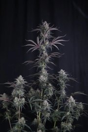 Pineapple OG Auto™ – FastBuds – Autoflowering