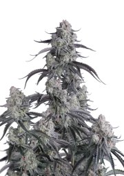 Pineapple OG Auto™ – product view 1