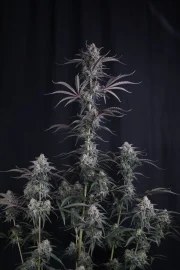 Pineapple OG Auto™ – product view 2