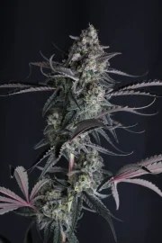 Pineapple OG Auto™ – product view 3
