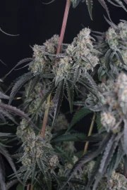 Pineapple OG Auto™ – product view 4