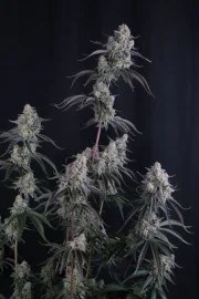 Pineapple OG Auto™ – product view 5