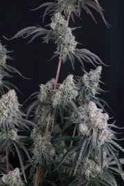 Pineapple OG Auto™ – product view 6