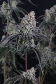 Pineapple OG Auto™ – product view 7