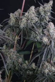 Pineapple OG Auto™ – product view 8