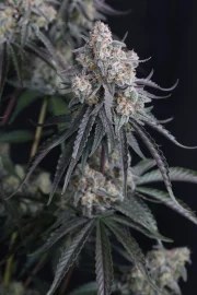 Pineapple OG Auto™ – product view 9