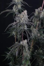 Pineapple OG Auto™ – product view 10