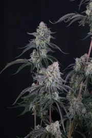Pineapple OG Auto™ – product view 11