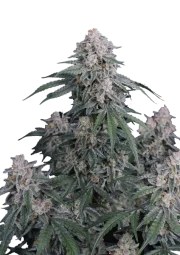 GMO Auto™ – product view 1