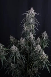GMO Auto™ – product view 2