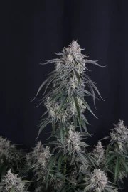 GMO Auto™ – product view 3