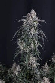 GMO Auto™ – product view 4