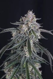GMO Auto™ – product view 5