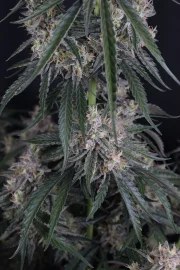 GMO Auto™ – product view 6