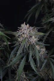 GMO Auto™ – product view 7