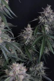 GMO Auto™ – product view 8