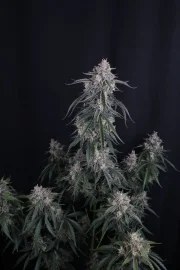 GMO Auto™ – product view 9