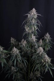 GMO Auto™ – FastBuds – Autoflowering