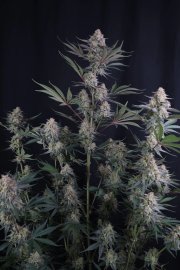 Lemon Tree Auto™ – FastBuds – Autoflowering