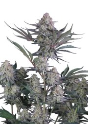 Lemon Tree Auto™ – product view 1