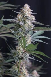 Lemon Tree Auto™ – product view 3