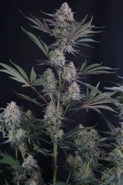 Lemon Tree Auto™ – product view 4