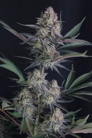 Lemon Tree Auto™ – product view 5