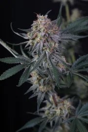 Lemon Tree Auto™ – product view 6