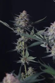 Lemon Tree Auto™ – product view 7