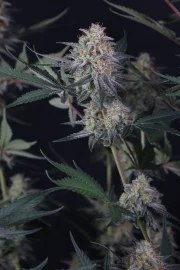 Lemon Tree Auto™ – product view 8