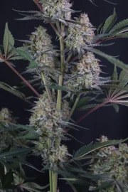 Lemon Tree Auto™ – product view 9