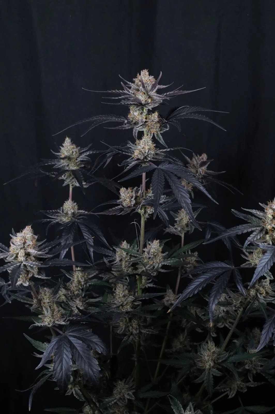 Guava Runtz Auto™ – FastBuds – Autoflowering