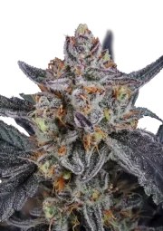 Guava Runtz Auto™ – product view 1
