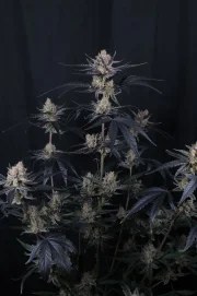 Guava Runtz Auto™ – product view 2