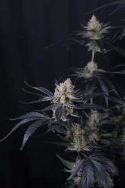 Guava Runtz Auto™ – product view 3