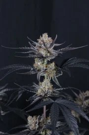 Guava Runtz Auto™ – product view 4
