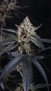 Guava Runtz Auto™ – product view 5
