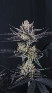 Guava Runtz Auto™ – product view 6