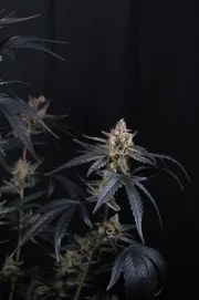 Guava Runtz Auto™ – product view 7