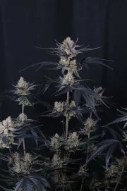 Guava Runtz Auto™ – product view 8