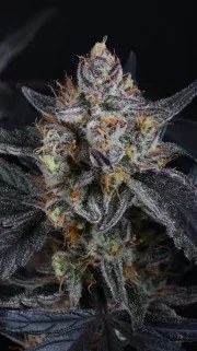 Guava Runtz Auto™ – product view 9
