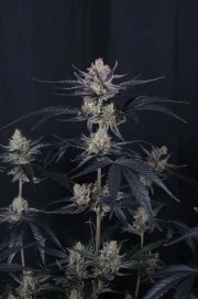 Guava Runtz Auto™ – product view 10