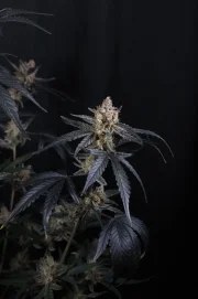 Guava Runtz Auto™ – product view 11
