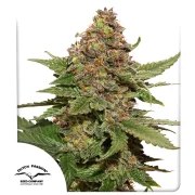 Strawberry Cough® – product view 1