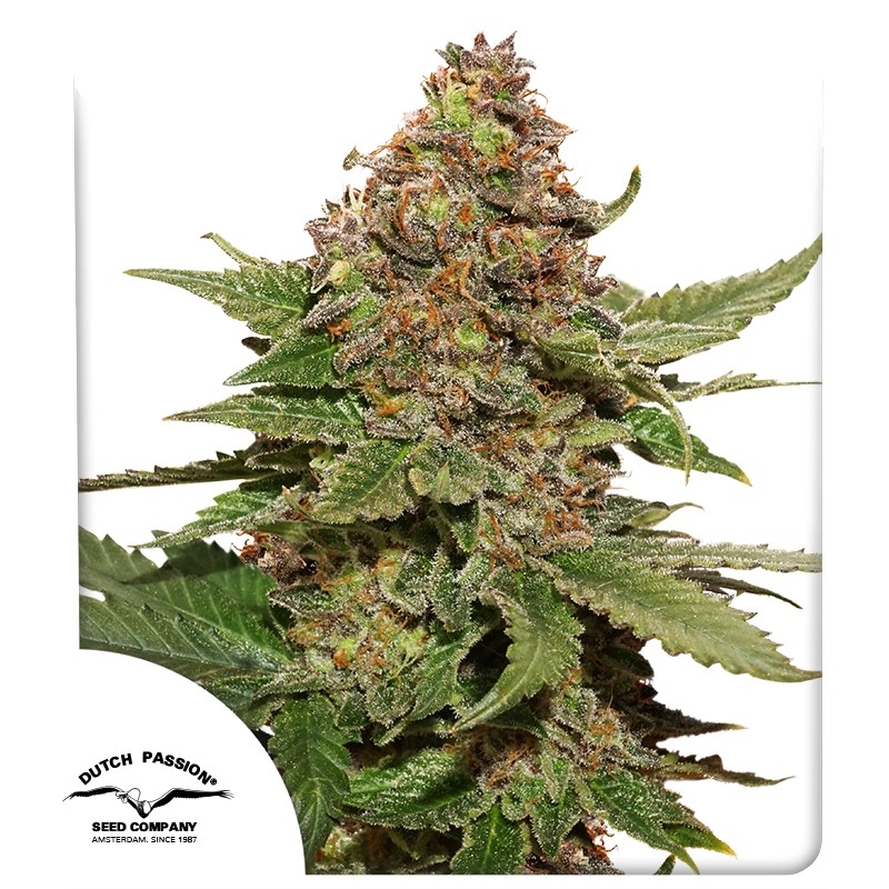 Strawberry Cough® – product view 1