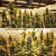 Strawberry Cough® – product view 2