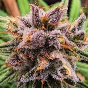 Strawberry Cough® – product view 3