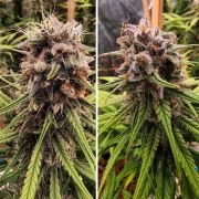 Strawberry Cough® – product view 4