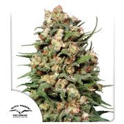 Skunk #1® – product view 1