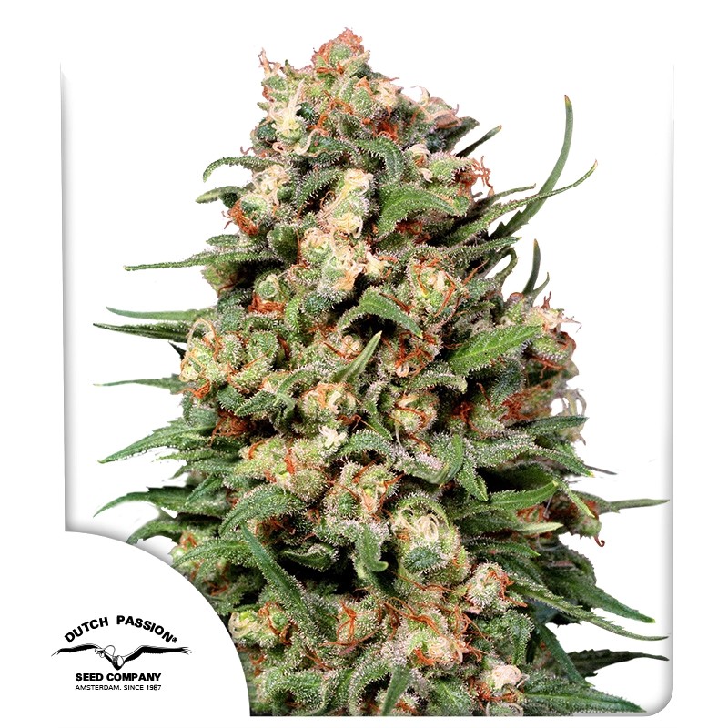 Skunk #1® – product view 1